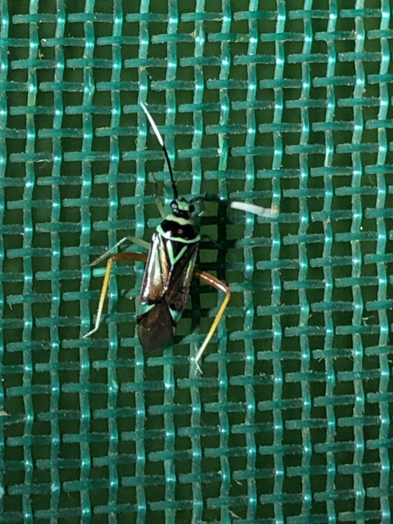 Calondas fasciatus