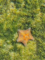 Patiria pectinifera
