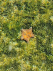 Patiria pectinifera
