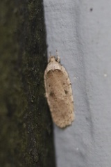 Agonopterix canadensis