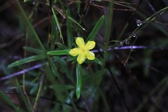 Hibbertia salicifolia