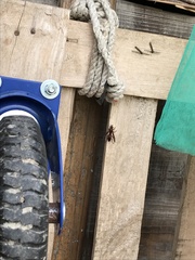 Polistes tenebricosus