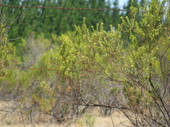 Baccharis linearis