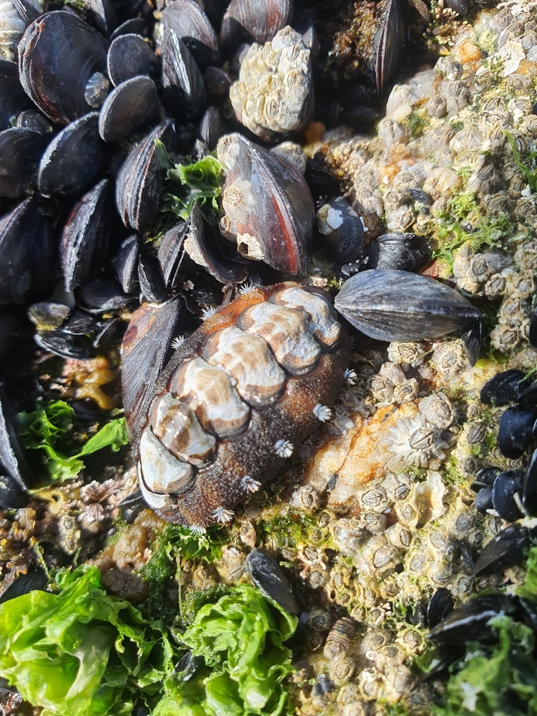 Acanthochitona circellata