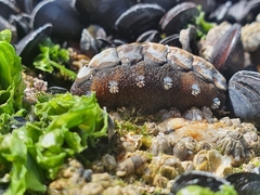 Acanthochitona
