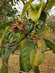 Cola acuminata