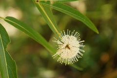 Cephalanthus salicifolius