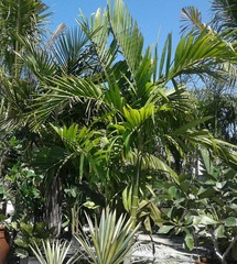 Ptychosperma elegans