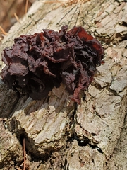 Phaeotremella foliacea