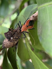 Gminatus wallengreni