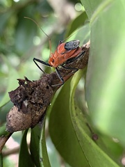 Gminatus wallengreni