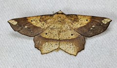 Euchlaena amoenaria