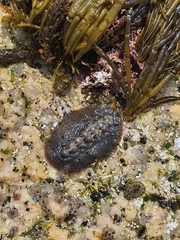 Acanthochitona