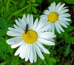 Strangalepta abbreviata