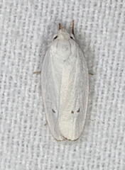 Antaeotricha albulella