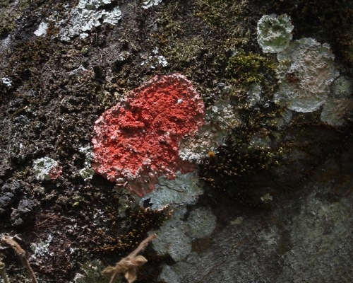 Arthoniaceae image
