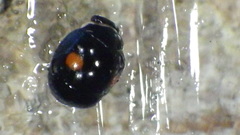 Hyperaspis binotata