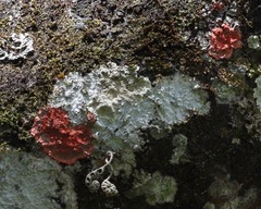 Herpothallon rubrocinctum image