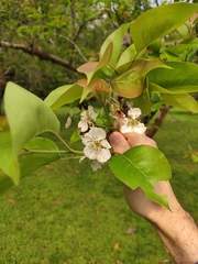 Pyrus pyrifolia