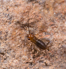 Pteronemobius nitidus