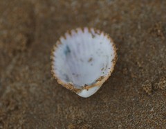 Vasticardium vertebratum