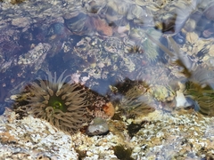 Anthopleura fuscoviridis