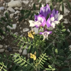 Astragalus lindheimeri