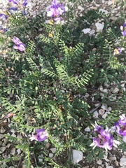 Astragalus lindheimeri