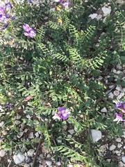 Astragalus lindheimeri