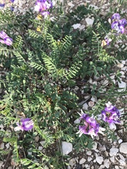 Astragalus lindheimeri