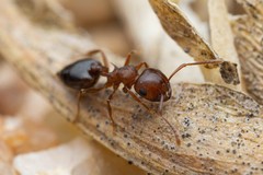 Crematogaster depilis