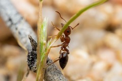 Crematogaster depilis