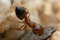 Crematogaster depilis
