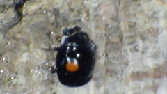 Hyperaspis binotata
