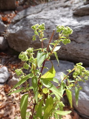 Ageratina paupercula