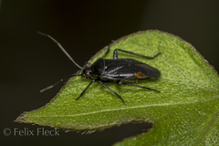 Neocapsus
