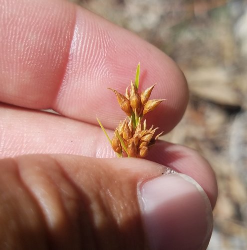 Rhynchospora grayi image