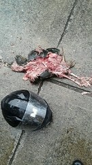 Chelydra rossignonii