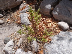 Ageratina paupercula
