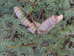 Prosopis strombulifera