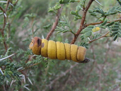 Prosopis strombulifera