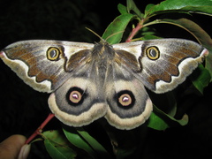 Polythysana cinerascens