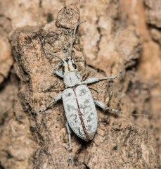 Myllocerus undecimpustulatus