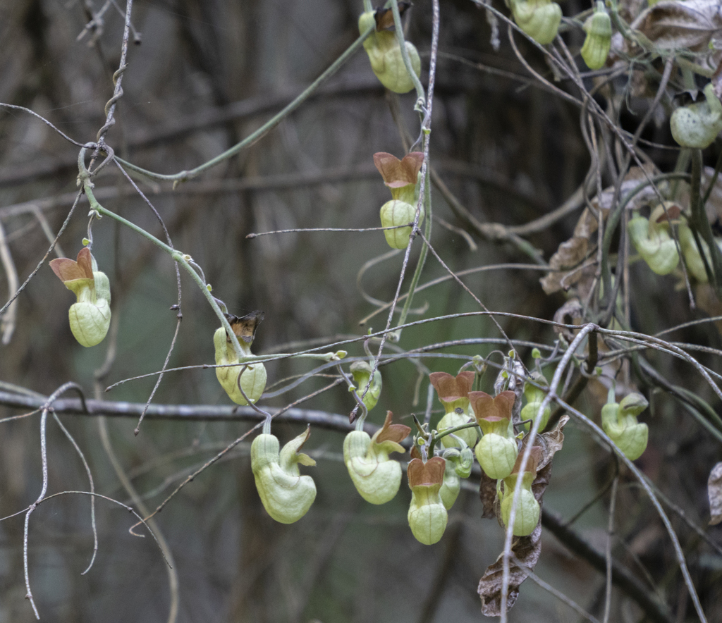 California Dutchman's Pipe (BothNapa Observer Hunt) · iNaturalist