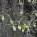 Aristolochia californica - Photo (c) Cat Chang, algunos derechos reservados (CC BY-NC), subido por Cat Chang