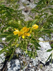 Senna chapmanii