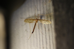 Tricyphona