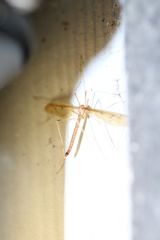 Tricyphona