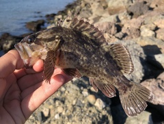 Sebastes rastrelliger