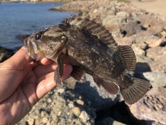 Sebastes rastrelliger